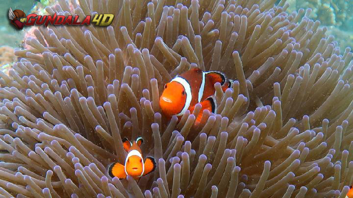 Ikan Nemo Bisa Berhitung, Ini Studi yang Menjelaskannya