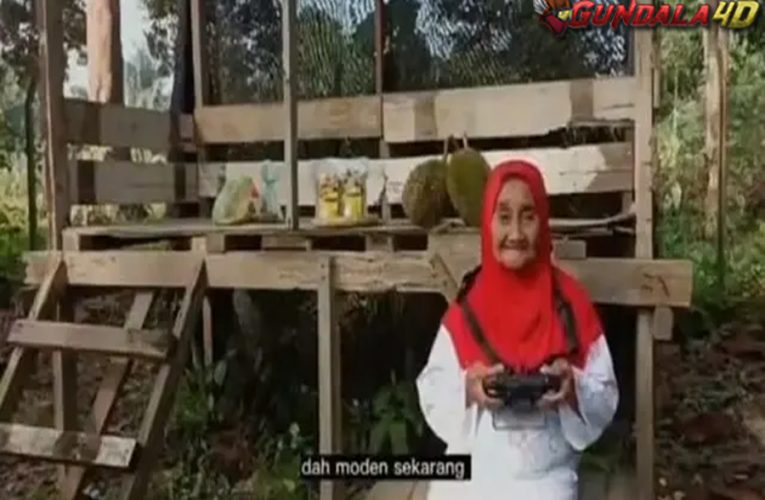 Nenek Ini Pantau Kebun Durian Pakai Drone, Aksinya Viral