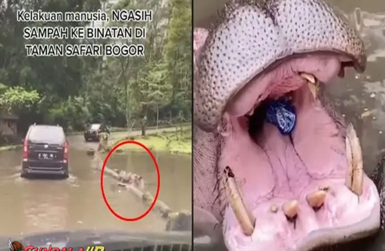 Viral Pengunjung Taman Safari Beri Makan Kuda Nil dengan Sampah Plastik, Warganet: Harus Ditangkap