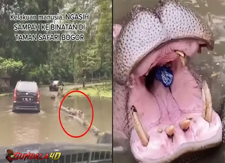 Viral Pengunjung Taman Safari Beri Makan Kuda Nil dengan Sampah Plastik, Warganet: Harus Ditangkap