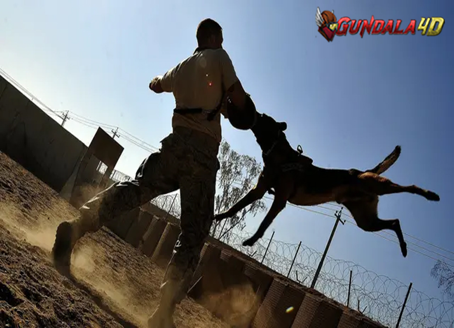 Viral Bocah di Jaksel Digigit Anjing hingga Mata terluka