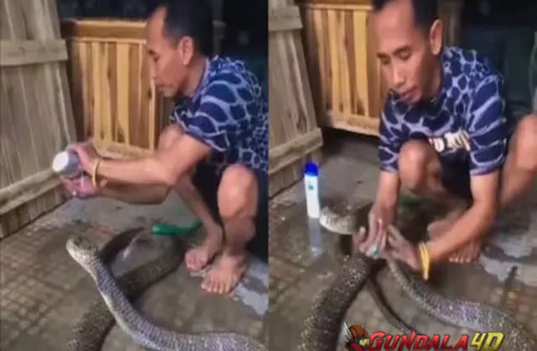 Aksi Pria Mandikan Ular Kobra Ini Ngeri Banget, Bikin Heran